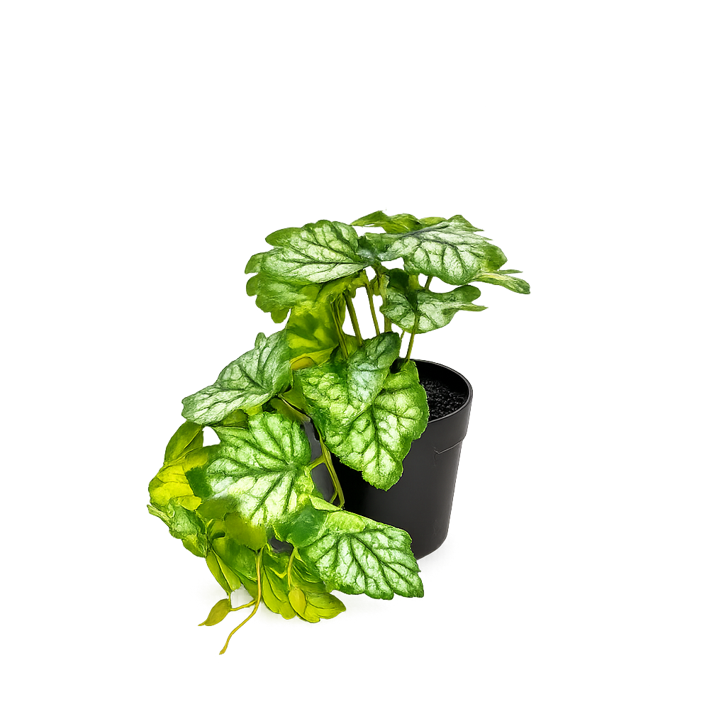 Silver Vein Hanging Begonia Plant in Black Pot