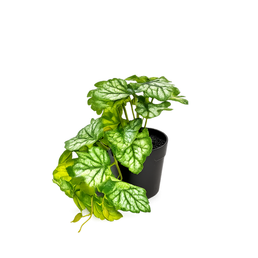 Silver Vein Hanging Begonia Plant in Black Pot