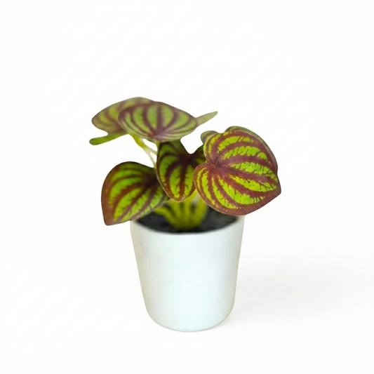 Artificial Mini Watermelon Peperomia