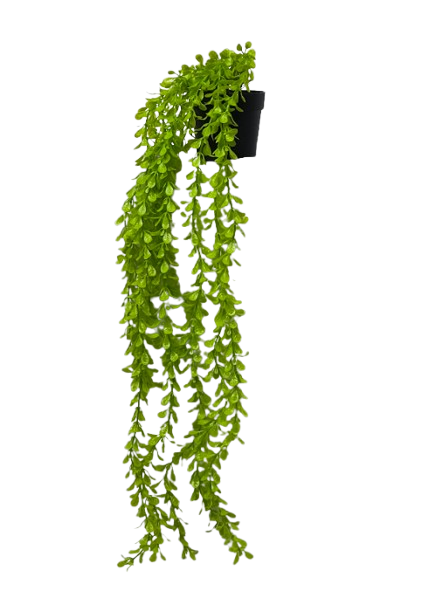 Cascading Green Vine in Hanging Pot