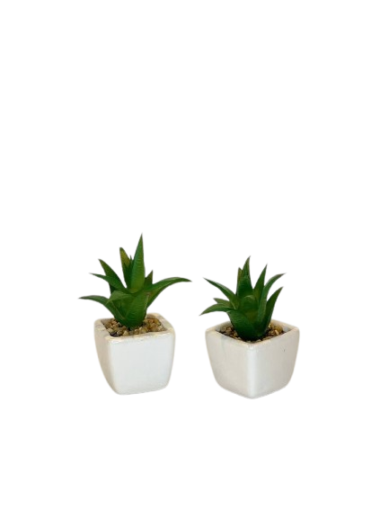 Mini Aloe Succulent