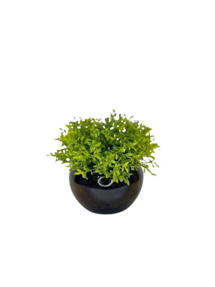 Mini Green Foliage in Black Pot