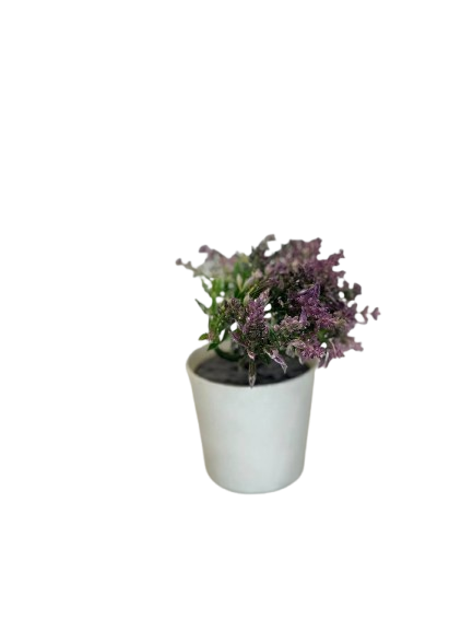Mini Lavender Bloom Pot