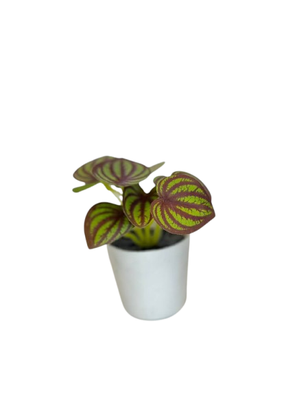 Watermelon Peperomia Decorative Plant