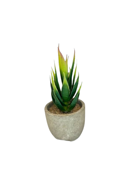 Mini Aloe Succulent in Cement Pot