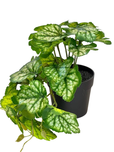 Large Variegated Leaf Plant in Black Pot