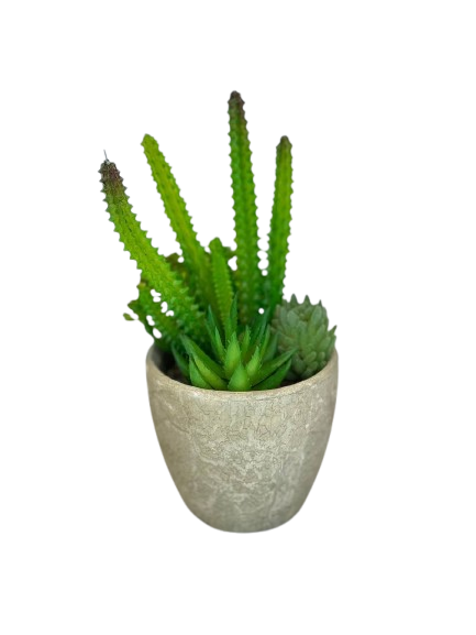 Mixed Succulent Stone Pot