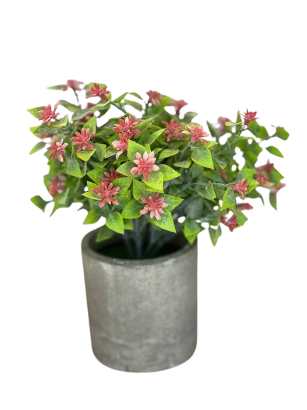 Pink Blossom Leaf Plant