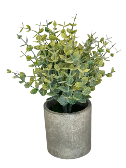 Frosted Eucalyptus Plant in Cement Pot