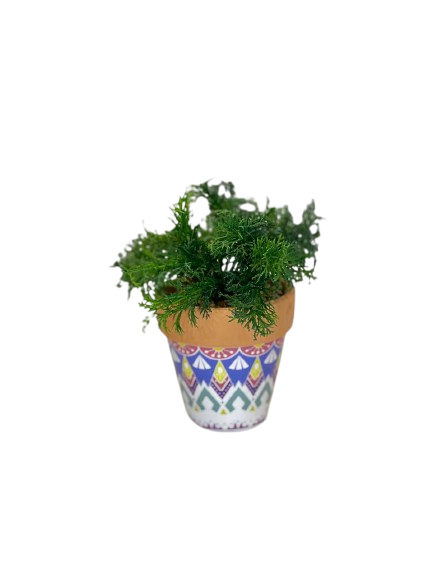 Decorative Green Fern in Patterned Clay Pot