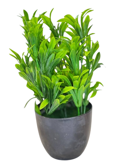 Tall Green Leaf Plant in Black Pot