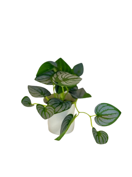 Watermelon Peperomia Artificial Plant