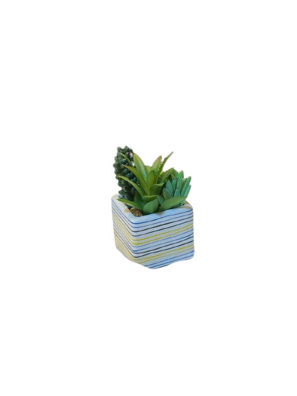 Mini Succulent Trio in Striped Square Pot