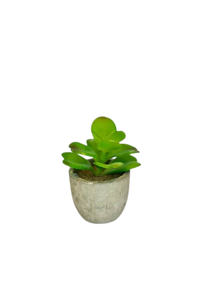 Mini Jade Leaf Succulent