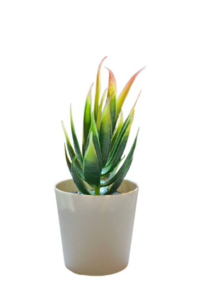Mini Aloe Decor Plant