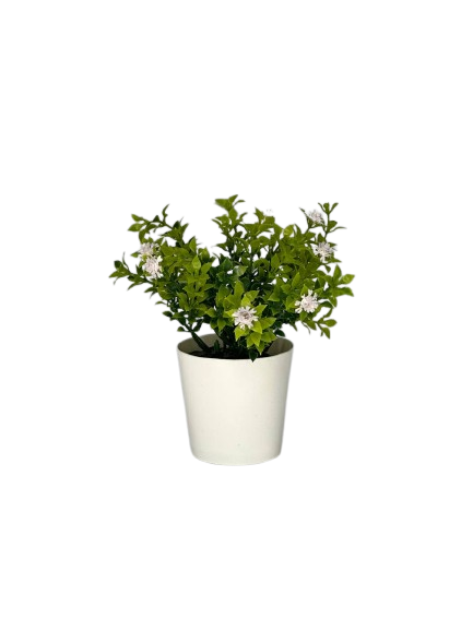 Blooming Green Mini Potted Plant