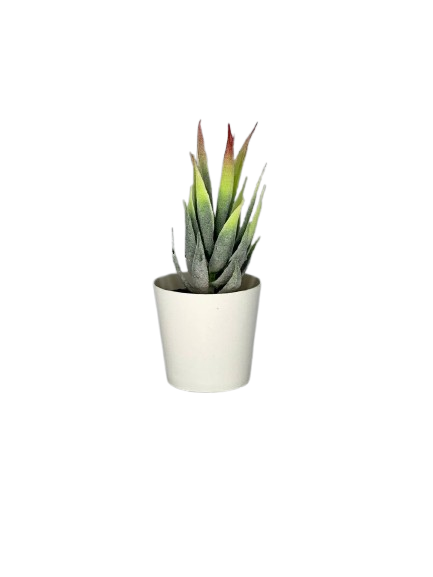 Mini Aloe Decorative Plant in White Pot