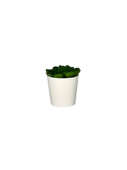 Mini Succulent Plant in White Pot
