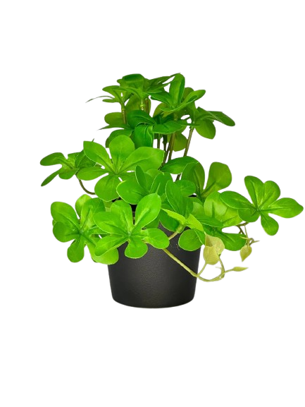 Lucky Green Mini Plant